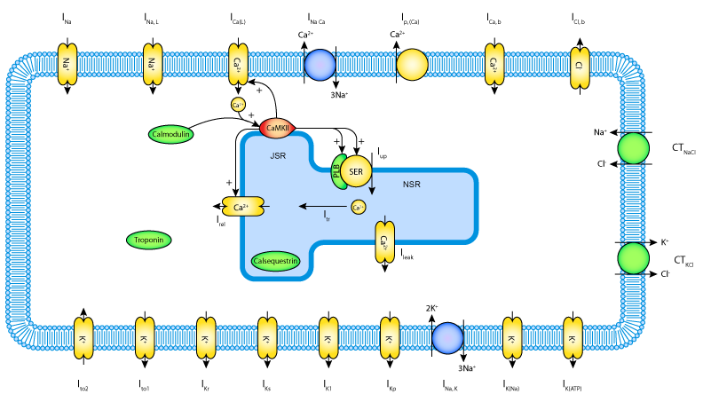 Hund 2004 shematic diagram